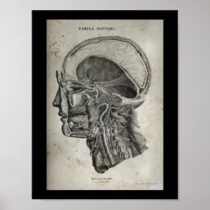 Menselijke schedel dwarsdoorsnede zenuwen Anatomie Poster