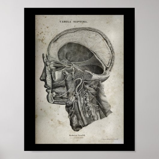 Menselijke schedel dwarsdoorsnede zenuwen Anatomie Poster (Voorkant)