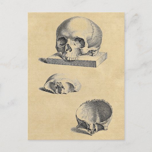 Menselijke schedel Medische anatomie Briefkaart (Voorkant)