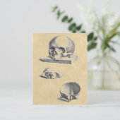Menselijke schedel Medische anatomie Briefkaart (Staand voorkant)