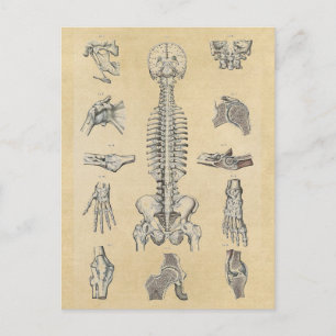 Menselijke skeletanatomie geïllustreerd briefkaart