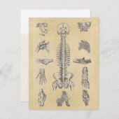 Menselijke skeletanatomie geïllustreerd briefkaart (Voorkant / Achterkant)