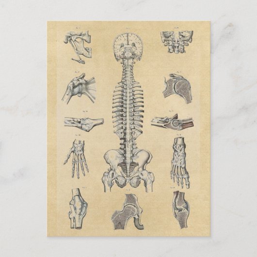 Menselijke skeletanatomie geïllustreerd briefkaart (Voorkant)