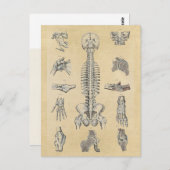 Menselijke skeletanatomie geïllustreerd briefkaart (Voorkant / Achterkant)