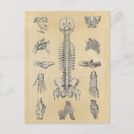 Menselijke skeletanatomie geïllustreerd briefkaart