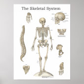 Menselijke Skeletanatomiegrafiek Poster (Voorkant)