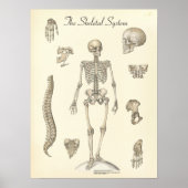 Menselijke Skeletanatomiegrafiek Poster (Voorkant)