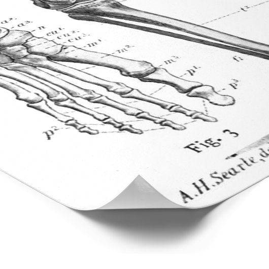 Menselijke skeletspierstelsel- en musculaire anato poster (Hoek)