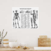 Menselijke skeletspierstelsel- en musculaire anato poster (Keuken)