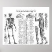 Menselijke skeletspierstelsel- en musculaire anato poster (Voorkant)