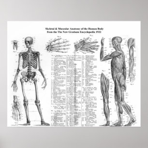 Menselijke skeletspierstelsel- en musculaire anato poster