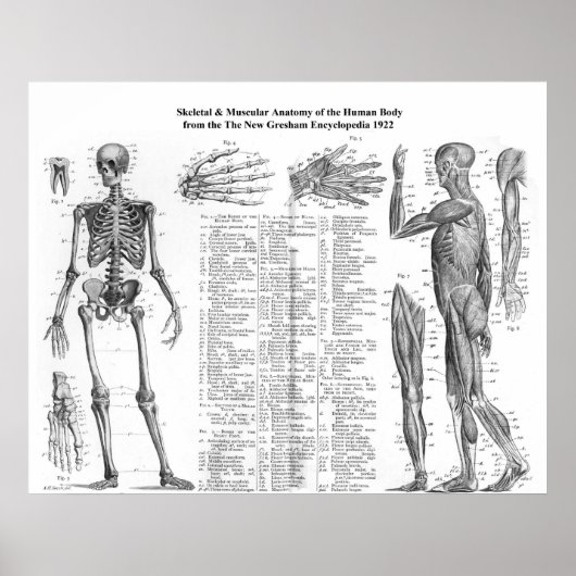 Menselijke skeletspierstelsel- en musculaire anato poster (Voorkant)