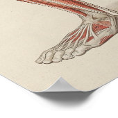 Menselijke Spier Anatomie Wandgrafiek Poster (Hoek)