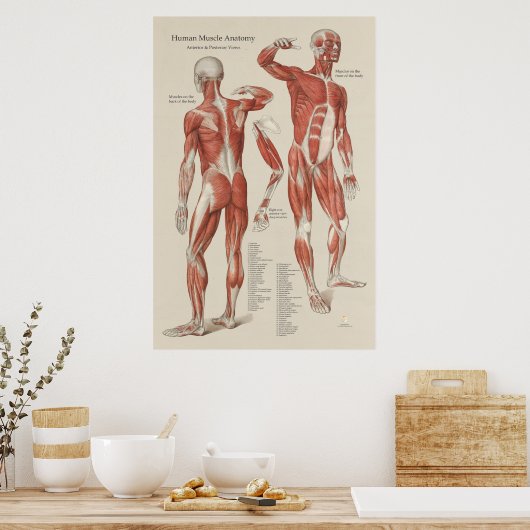 Menselijke Spier Anatomie Wandgrafiek Poster (Keuken)