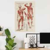 Menselijke Spier Anatomie Wandgrafiek Poster (Thuiskantoor)