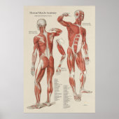 Menselijke Spier Anatomie Wandgrafiek Poster (Voorkant)