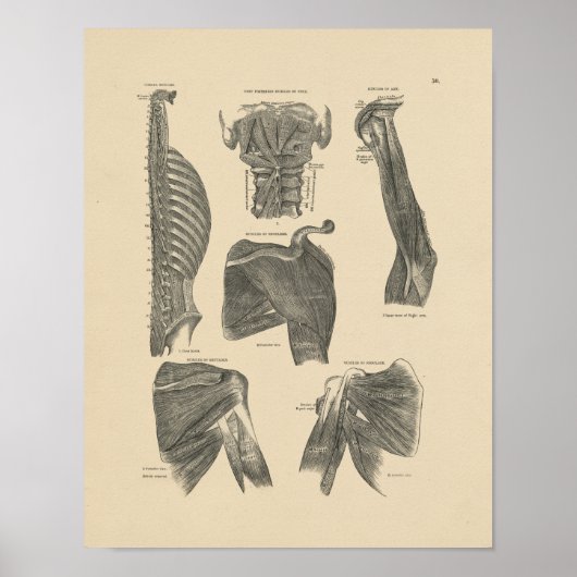  menselijke spieren Anatomie 1880 Afdrukken Poster (Voorkant)