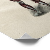 Menselijke spieren Anatomie  Afdrukken Poster (Hoek)