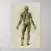 Menselijke spieren Posterior Anatomie Print (Voorkant)