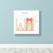 Menselijke Tand anatomie uitgerekte canvas print (Insitu (Houten vloer))
