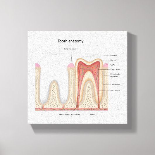 Menselijke Tand anatomie uitgerekte canvas print (Voorkant)