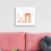Menselijke Tand anatomie uitgerekte canvas print (Insitu (Woonkamer))