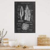 Menselijke tandanatomie poster (Keuken)