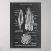 Menselijke tandanatomie poster (Voorkant)