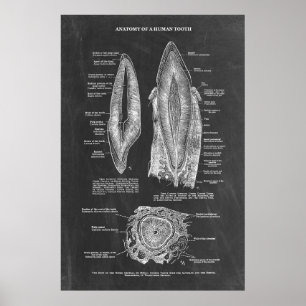 Menselijke tandanatomie poster