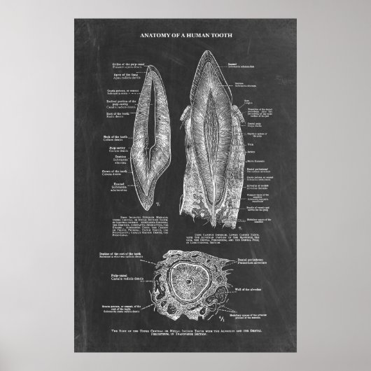 Menselijke tandanatomie poster (Voorkant)