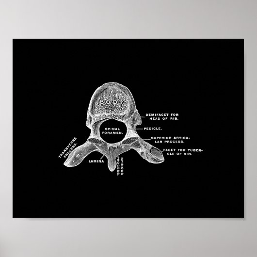 Menselijke vertebrae-anatomie in zwart-wit afdrukk poster (Voorkant)