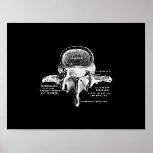 Menselijke vertebrae-anatomie in zwart-wit afdrukk poster