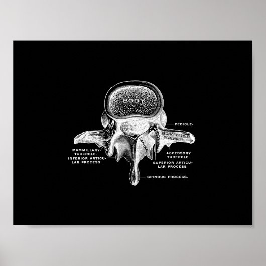 Menselijke vertebrae-anatomie in zwart-wit afdrukk poster (Voorkant)