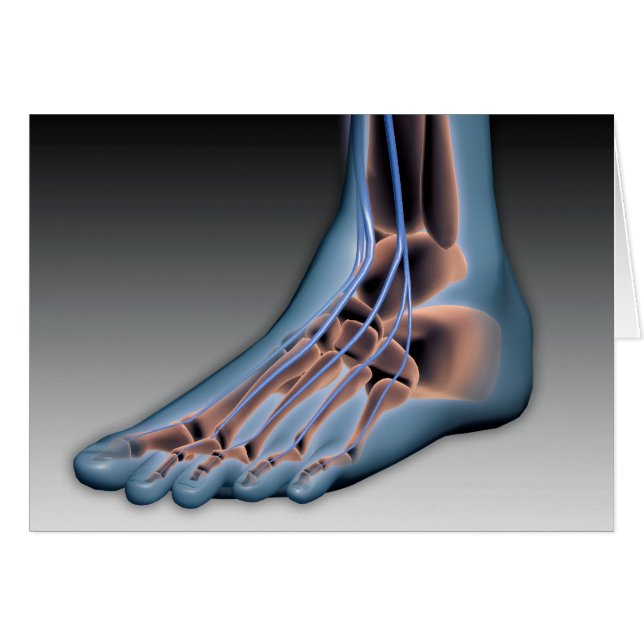 Menselijke voet met zenuwstelsel 1 (Voorkant Horizontaal)