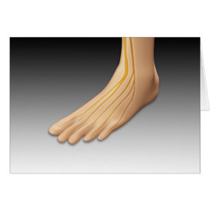 Menselijke voet met zenuwstelsel 2