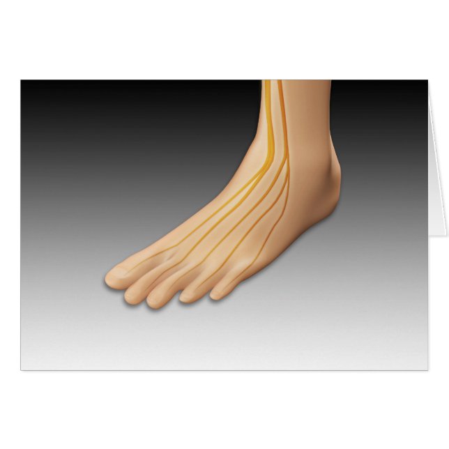 Menselijke voet met zenuwstelsel 2 (Voorkant Horizontaal)