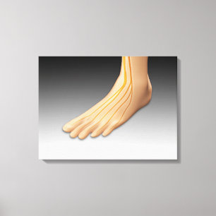 Menselijke voet met zenuwstelsel 2 canvas afdruk