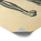 Menselijke voetboetanatomie 1902  afdrukken poster (Hoek)