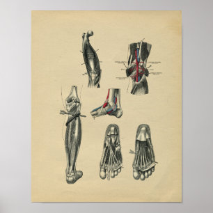 Menselijke voetboetanatomie 1902  afdrukken poster