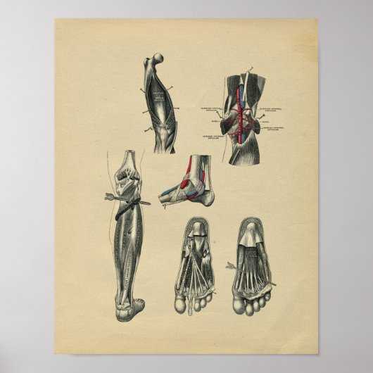 Menselijke voetboetanatomie 1902  afdrukken poster (Voorkant)