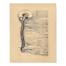 Menselijke wervelkolom anatomie Vintage Print
