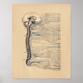 Menselijke wervelkolom anatomie Vintage Print
 Poster