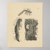 menselijke zenuwen Anatomie 1880 Afdrukken Poster (Voorkant)