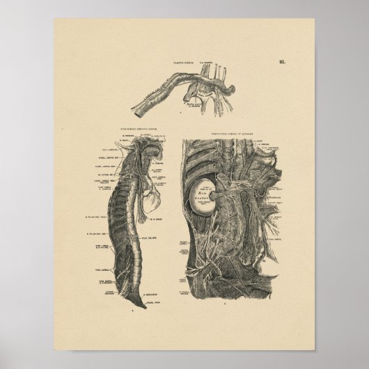 menselijke zenuwen Anatomie 1880 Afdrukken Poster (Voorkant)