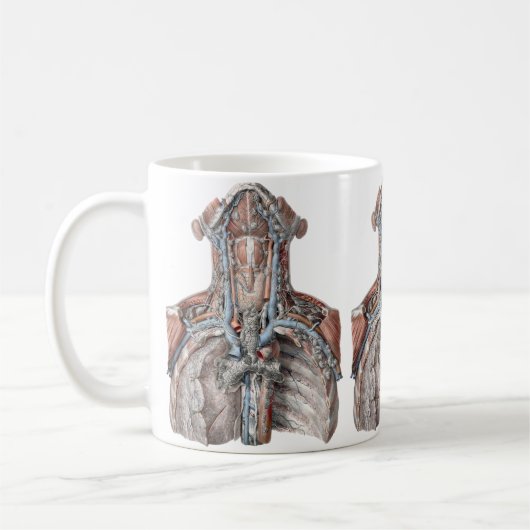 Mensen anatomie keel, nek, borst, ribben uit het v koffiemok (Links)