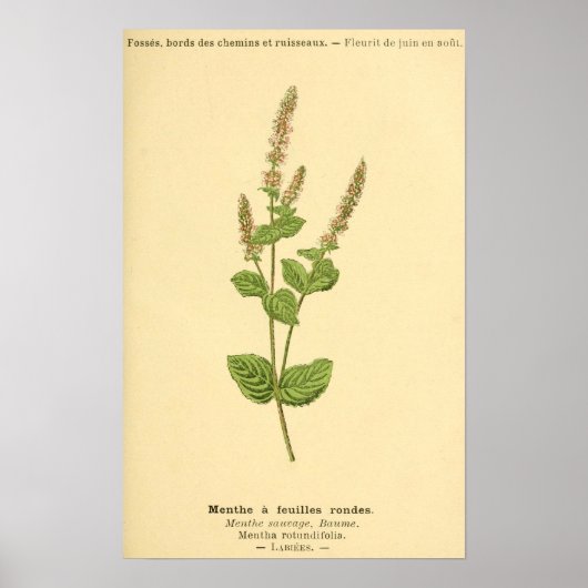 Menthe, Mint Plant Print (Voorkant)