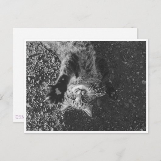 Meow Briefkaart (Voorkant / Achterkant)