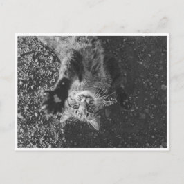 Meow Briefkaart