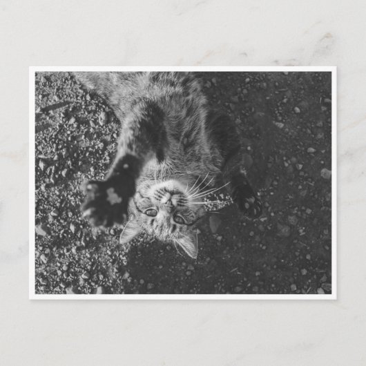 Meow Briefkaart (Voorkant)