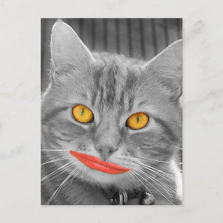 Meow Briefkaart